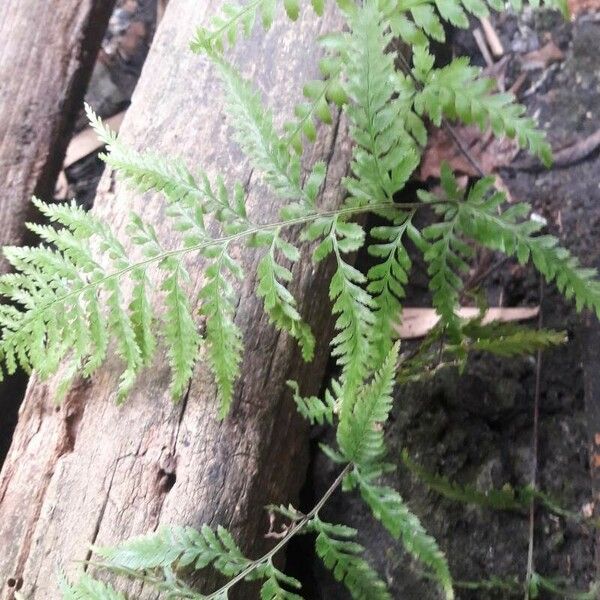 Pityrogramma calomelanos Ліст