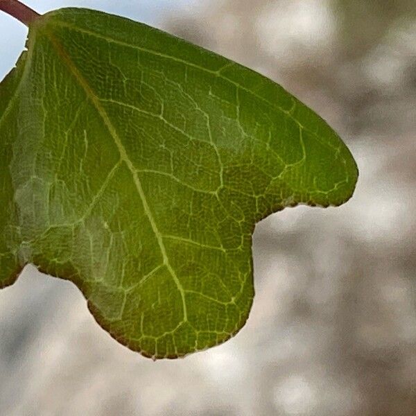 Acer sempervirens Feuille