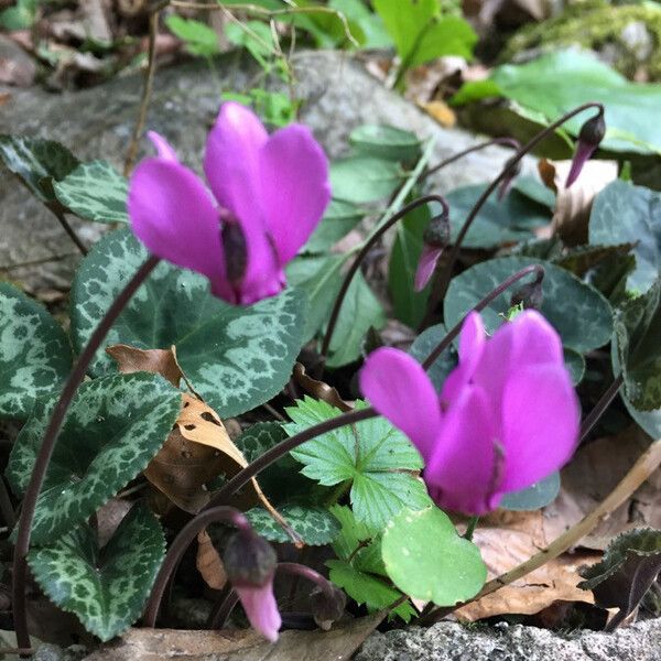 Cyclamen purpurascens Цветок