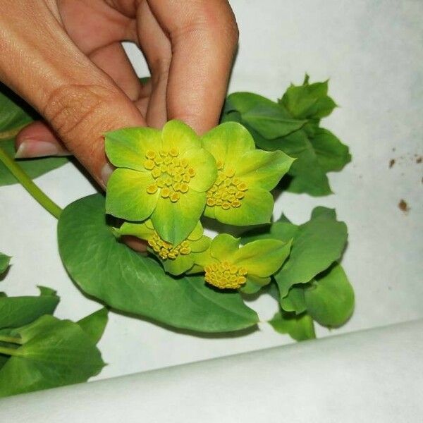 Bupleurum rotundifolium Kwiat
