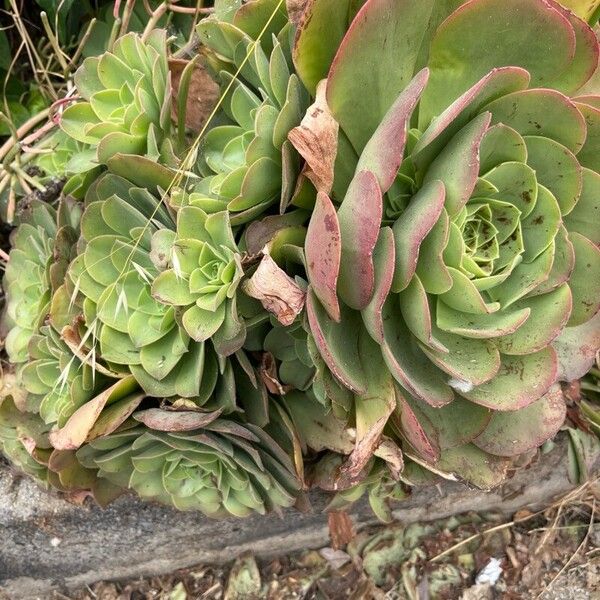 Aeonium canariense Frunză