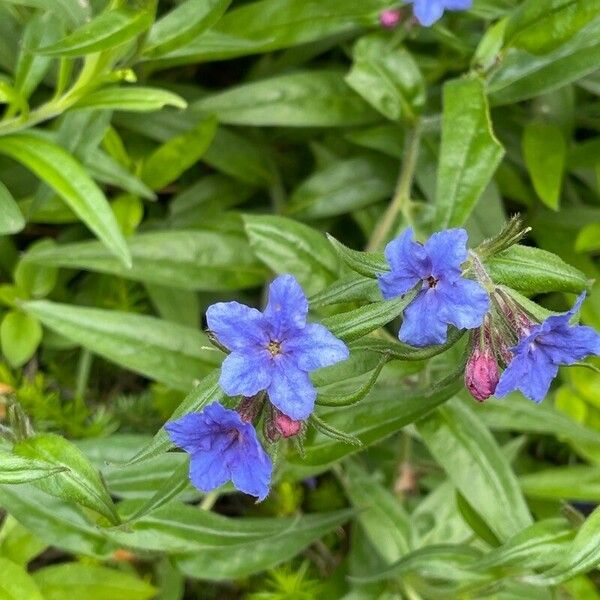 Aegonychon purpurocaeruleum Blatt