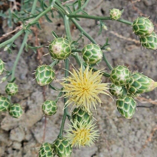 Centaurea salonitana Λουλούδι