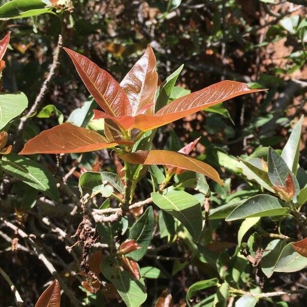 Ficus ingens Leaf