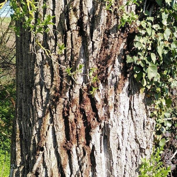 Populus nigra Coajă