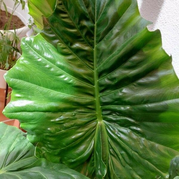 Alocasia macrorrhizos Blad