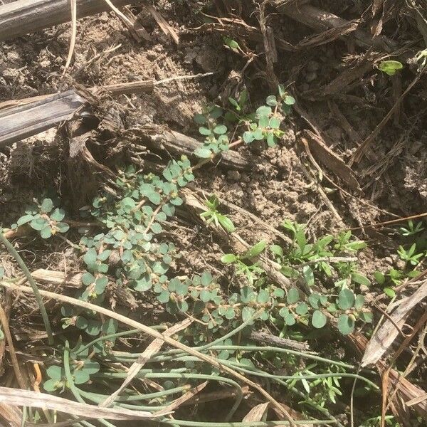 Euphorbia serpens Ліст