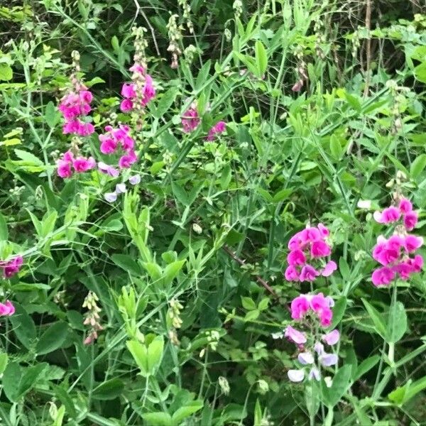 Lathyrus odoratus 花