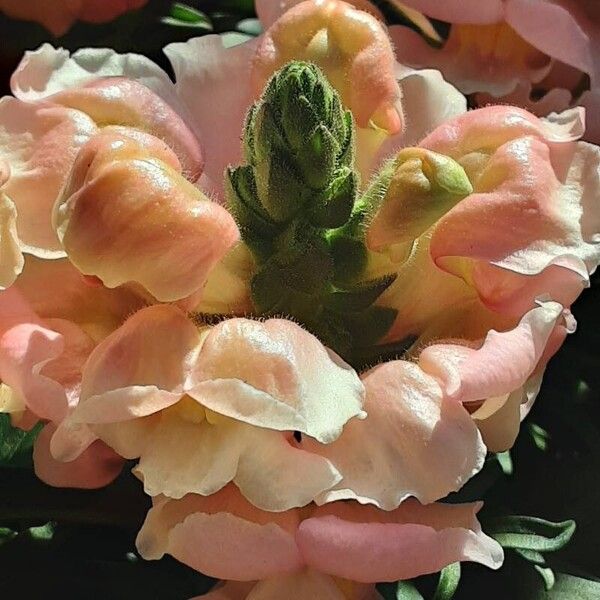 Antirrhinum australe Blüte