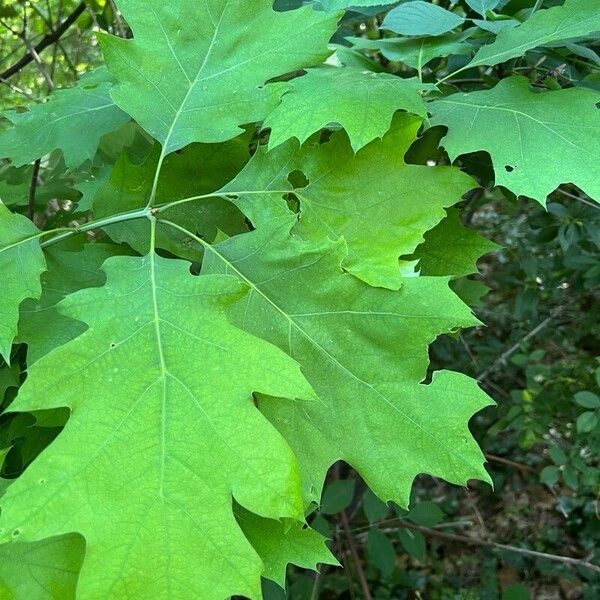 Quercus velutina Yaprak