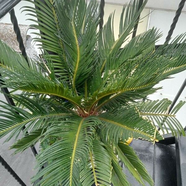 Cycas revoluta Leaf