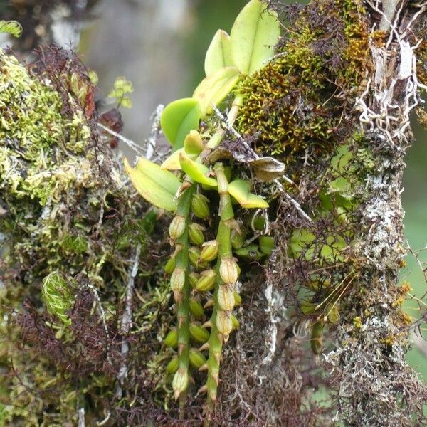 Bulbophyllum elliotii Hábito