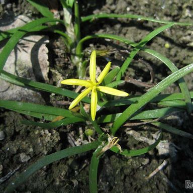 Heteranthera dubia Hàbitat