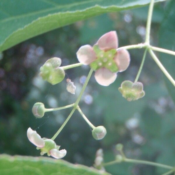 Euonymus latifolius Floare