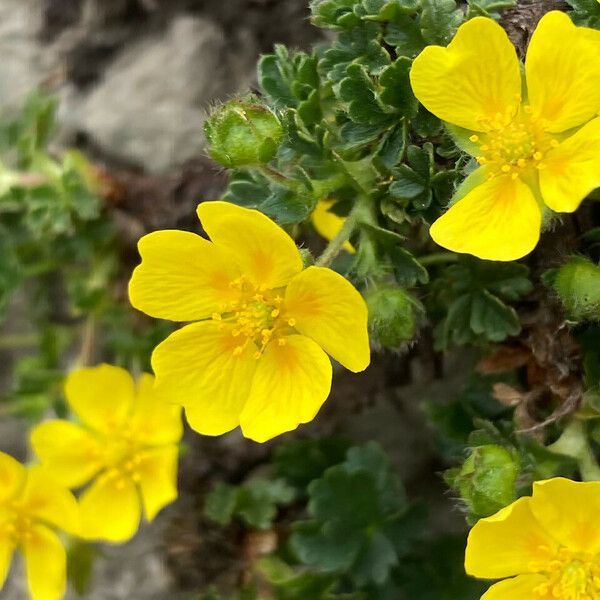 Potentilla crantzii Цветок