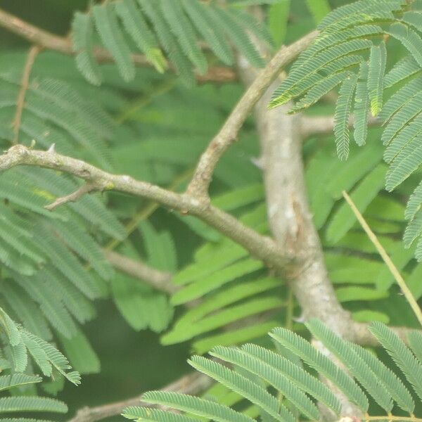 Senegalia ataxacantha Bark