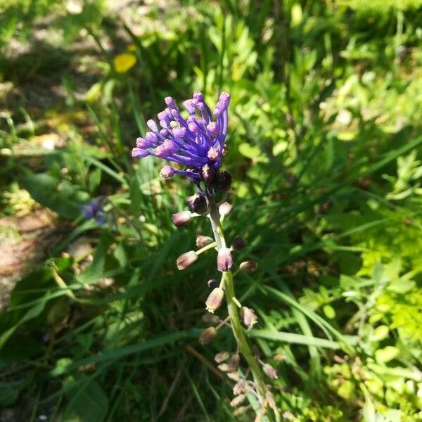 Muscari comosum Квітка