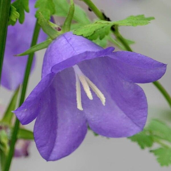 Campanula persicifolia Diğer