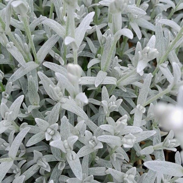 Cerastium tomentosum Blatt