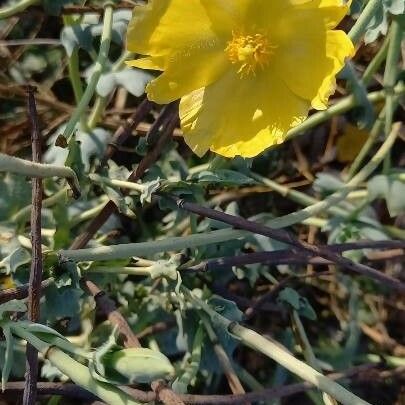 Glaucium flavum Λουλούδι