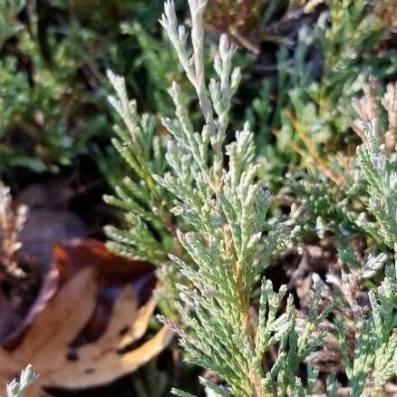 Juniperus horizontalis Hoja