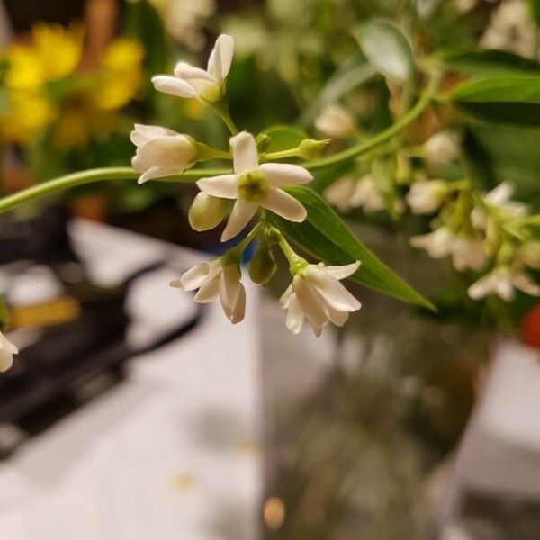 Vincetoxicum hirundinaria Flower