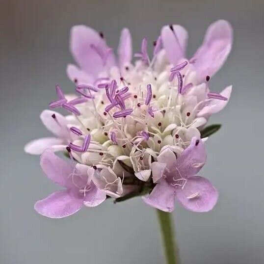 Scabiosa atropurpurea 花