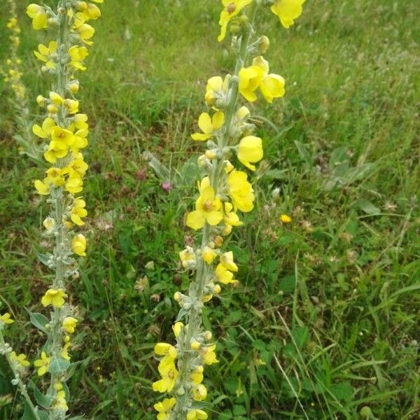 Verbascum pulverulentum Bloem