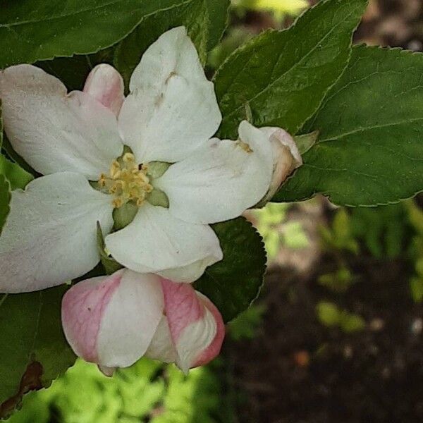 Malus domestica Flower