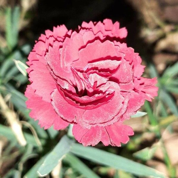 Dianthus caryophyllus Blomma