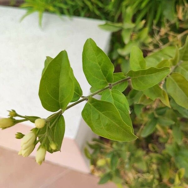 Jasminum multiflorum Blomma