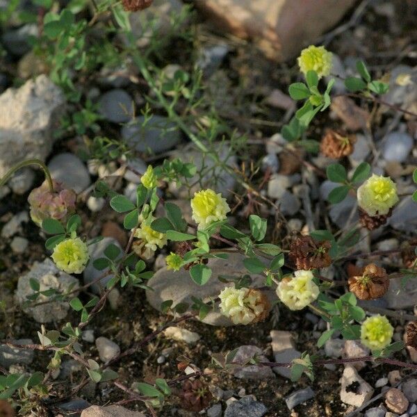 Trifolium campestre Flor