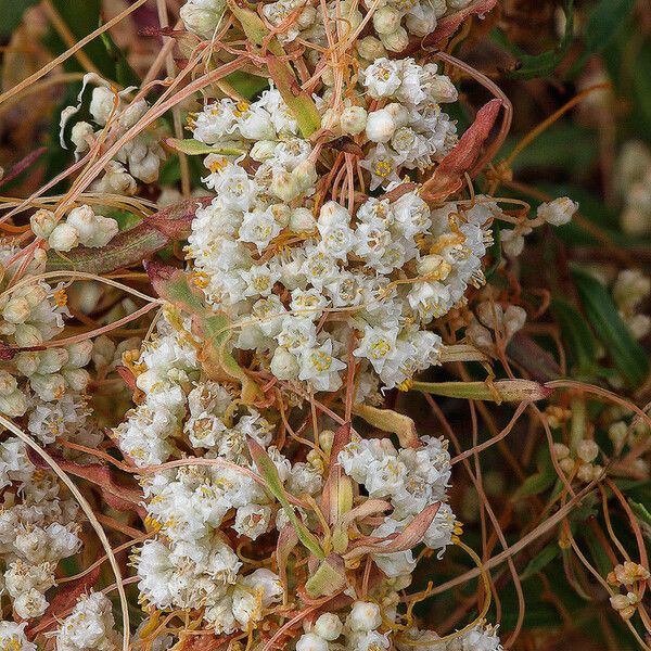 Cuscuta indecora Flower