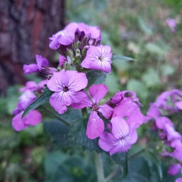 Lunaria annua ফুল