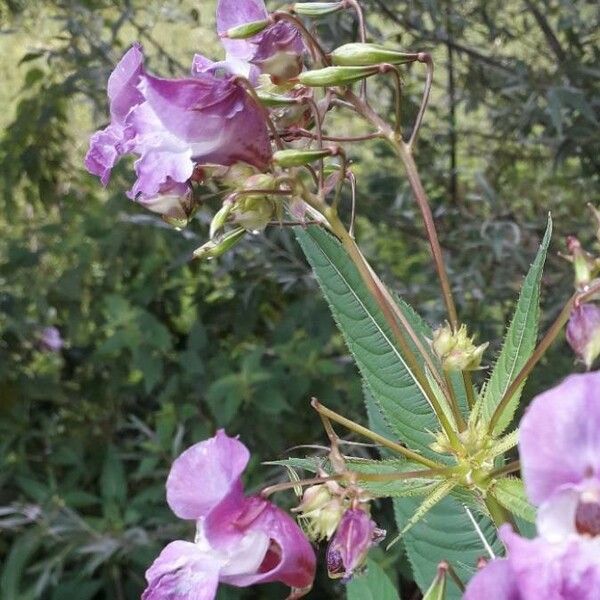 Impatiens glandulifera Λουλούδι