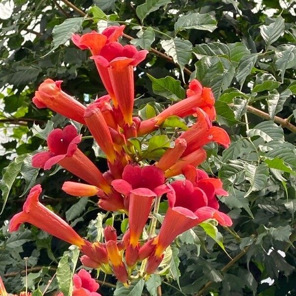 Campsis radicans Flor