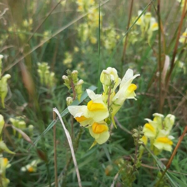 Linaria vulgaris Квітка