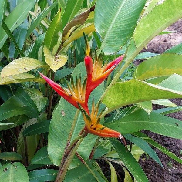 Heliconia psittacorum Kvet