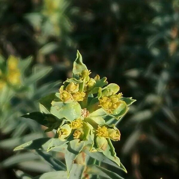 Euphorbia pithyusa Flor