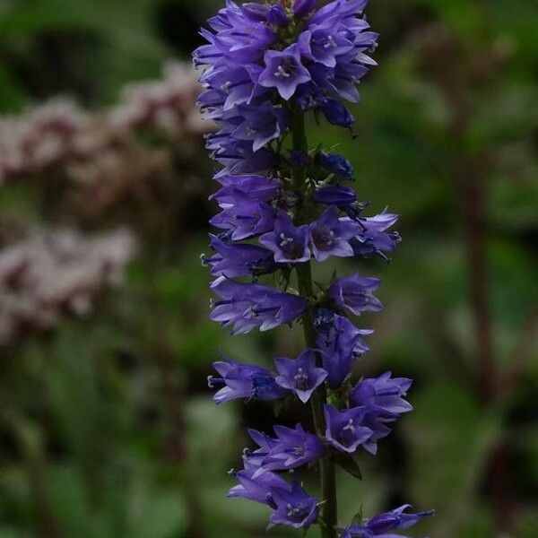 Campanula bononiensis Flower