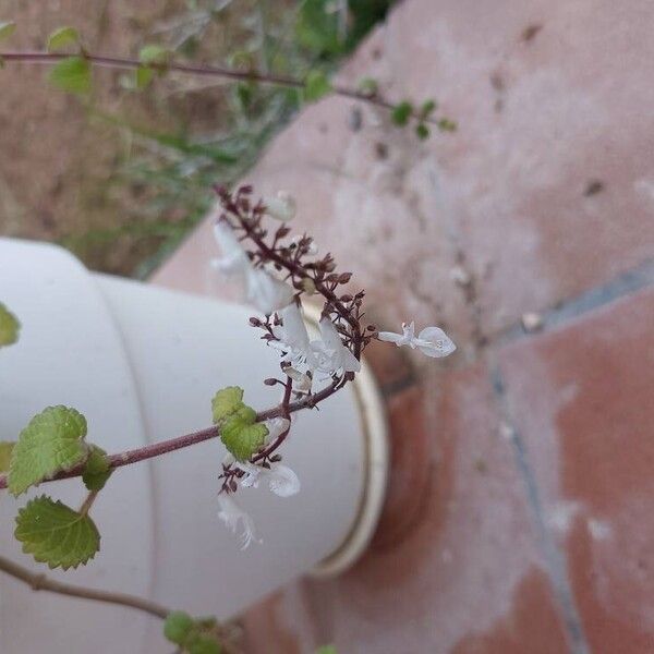 Plectranthus forsteri Λουλούδι