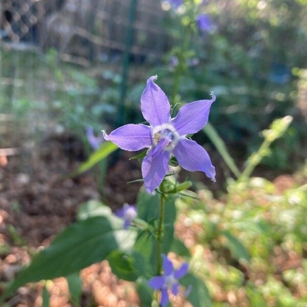 Campanulastrum americanum Žiedas