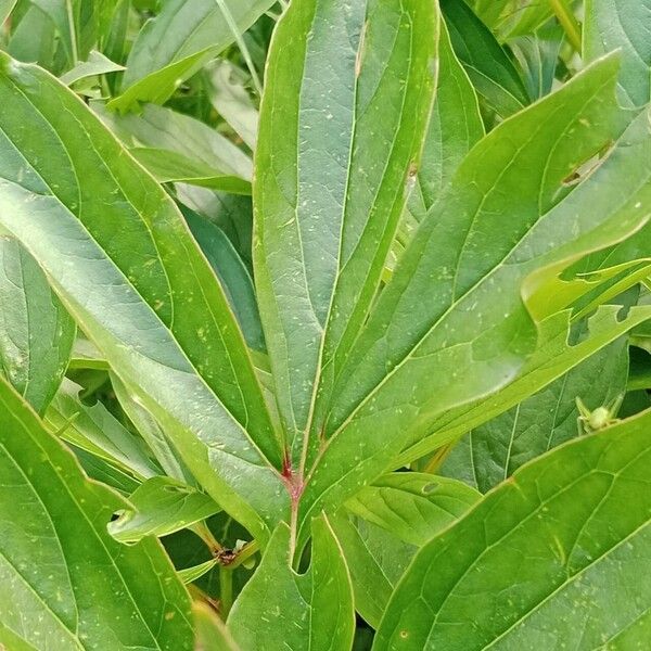 Paeonia lactiflora Ліст