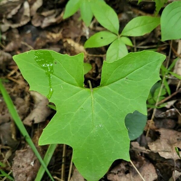 Adenocaulon bicolor ഇല