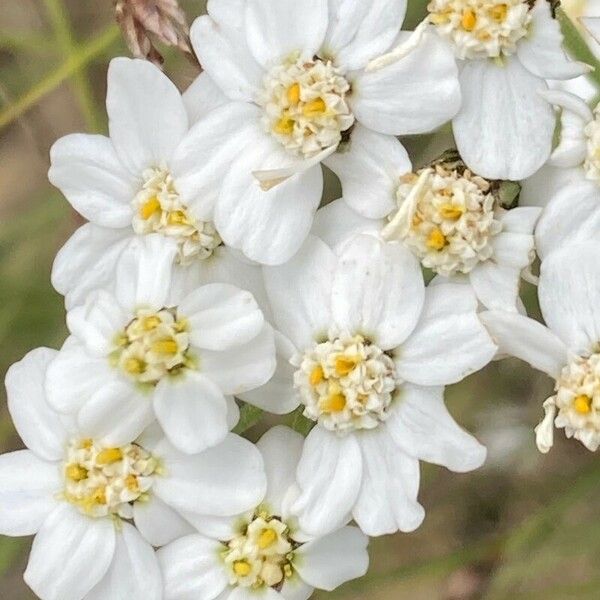 Achillea erba-rotta Flower