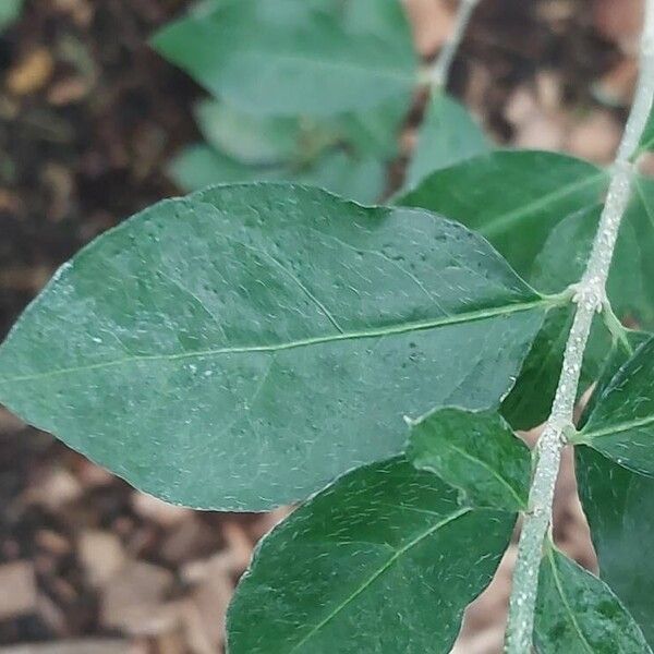 Malpighia glabra পাতা