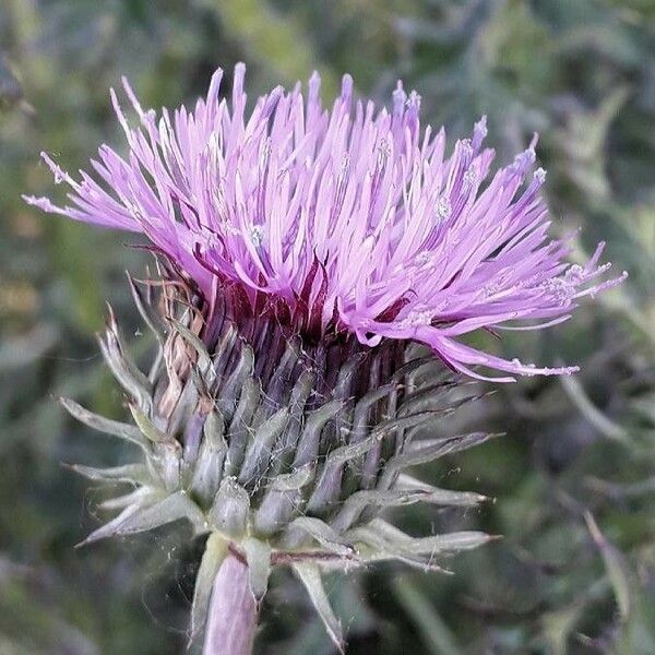 Carduus nigrescens Blomst