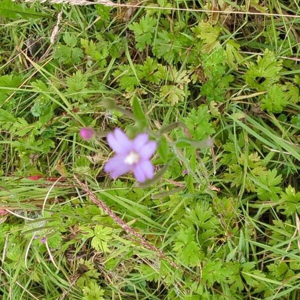 Epilobium palustre Lorea