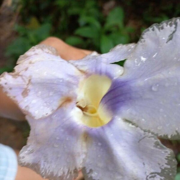 Thunbergia laurifolia Kvet