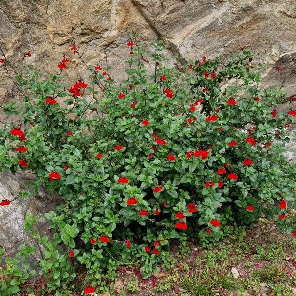 Salvia microphylla ফুল